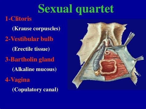 female genitalia actual photos medical.